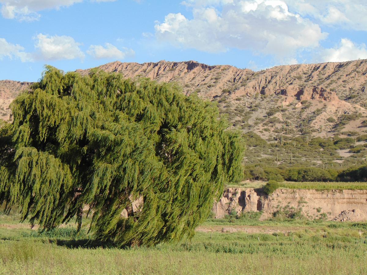 El Churqui Humahuaca Dış mekan fotoğraf