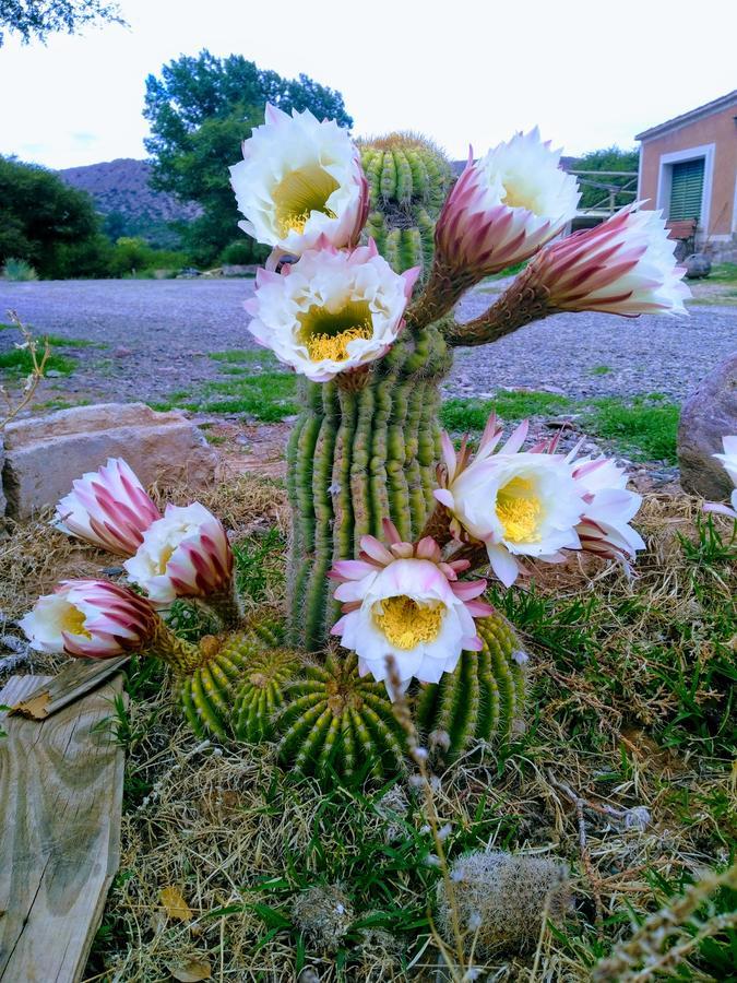 El Churqui Humahuaca Dış mekan fotoğraf